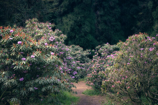 龙池高山杜鹃花森林