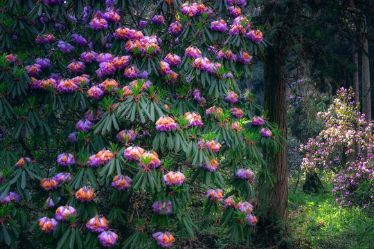 龙池高山杜鹃花森林