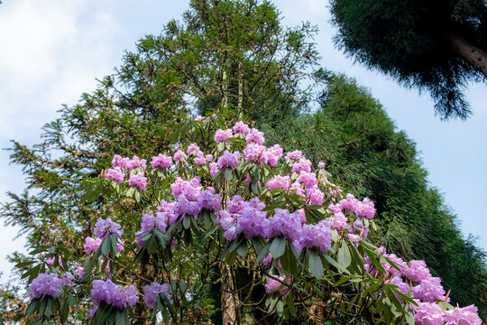 龙池高山杜鹃花