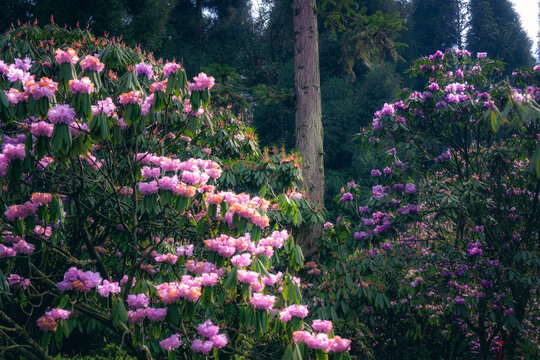 龙池高山杜鹃花