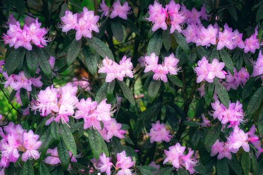 龙池高山杜鹃花