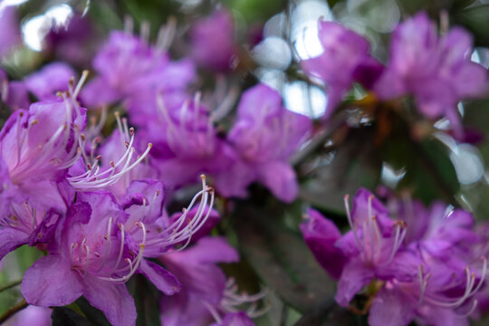 龙池高山杜鹃花