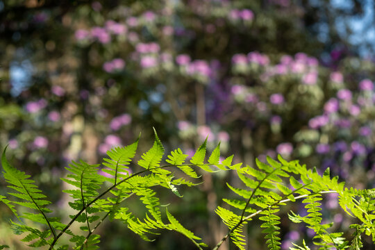 龙池高山杜鹃花