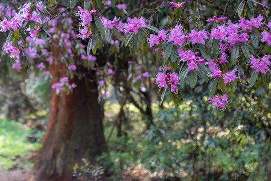 龙池高山杜鹃花