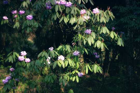 龙池高山杜鹃花