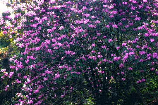 龙池高山杜鹃花