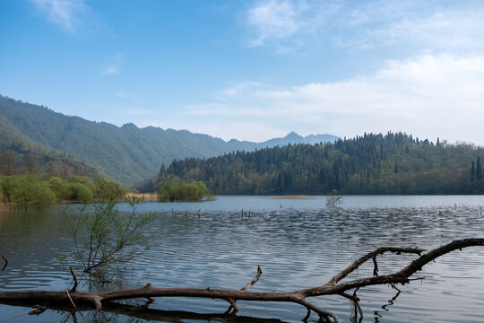 龙池高山杜鹃花森林