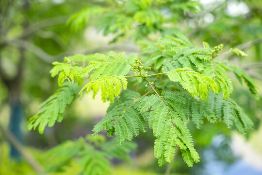 合欢树