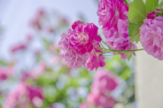 蔷薇花月季花