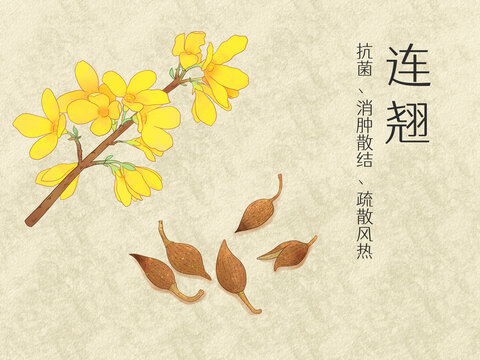 手繪水彩中藥藥材連翹插畫