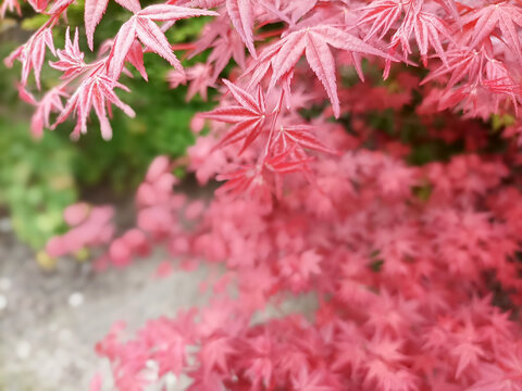 紅色楓樹葉