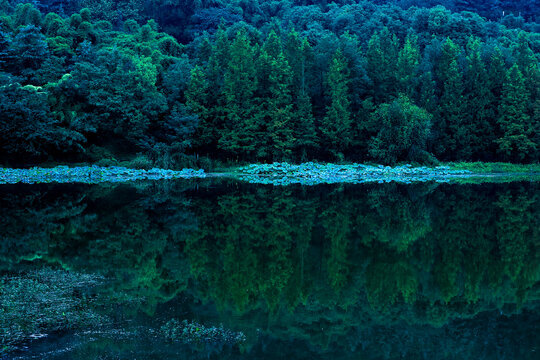 湿地树林倒影