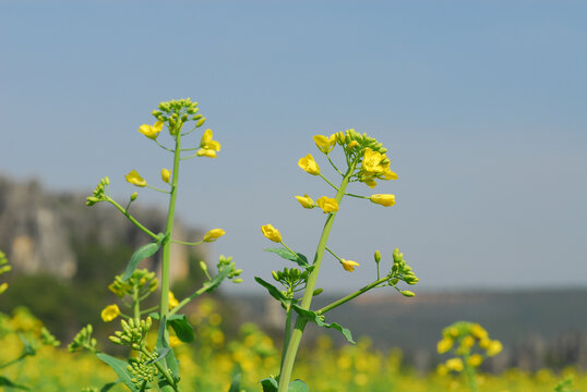 油菜花开