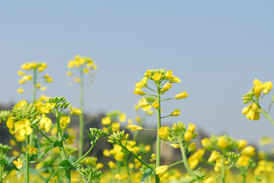 油菜花开