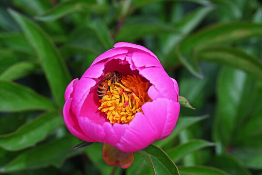 花蕊里的蜜蜂