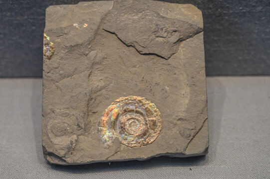 海螺古生物化石