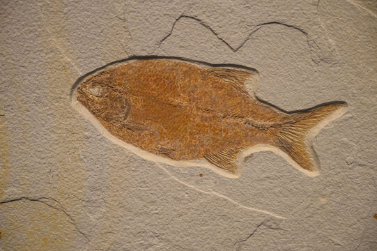 鱼古生物化石