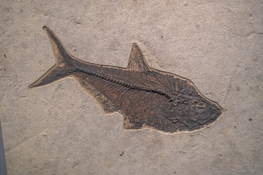 鱼类骨化石