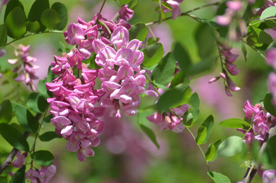 紫槐花