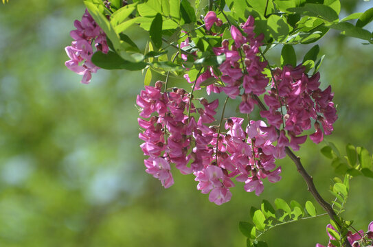 一枝紫槐花