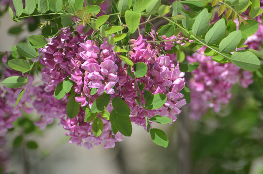 一枝槐花