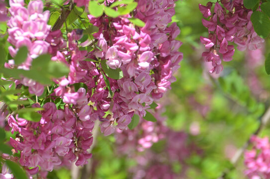 紫色槐花