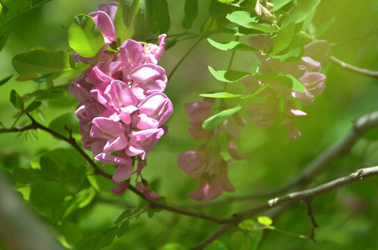 紫色槐花