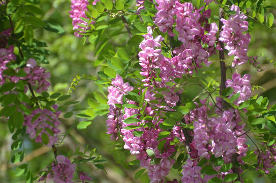 香花槐