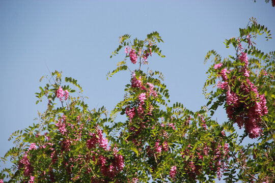 槐花树