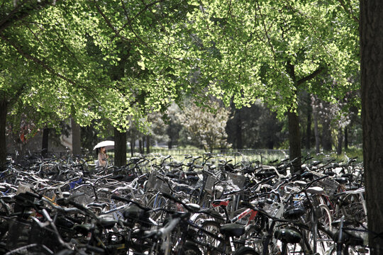北京大学校园里的自行车