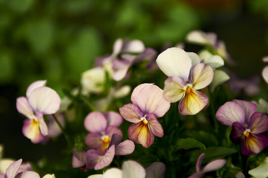淡紫色三色堇角堇