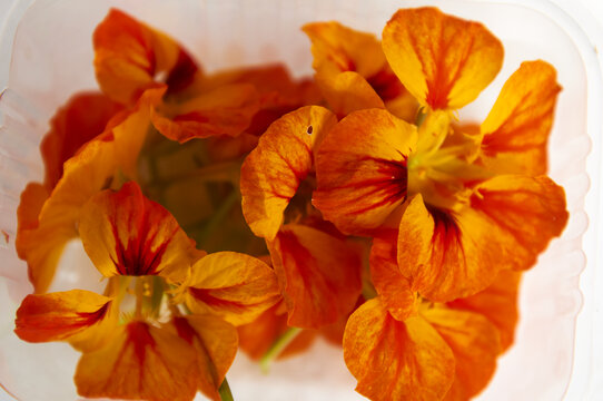 橘色旱金莲花朵