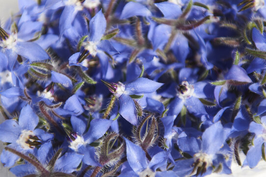 蓝花琉璃苣花朵