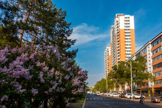 丁香开放的城市街道