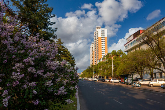 丁香开放的城市街道