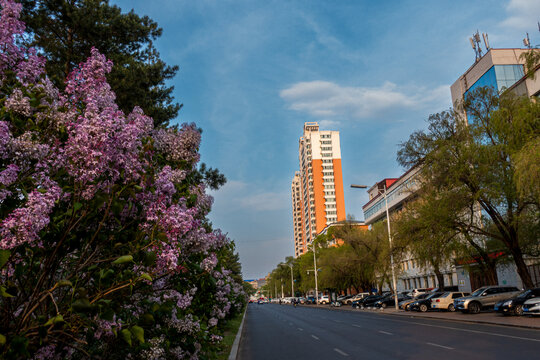 丁香开放的城市街道