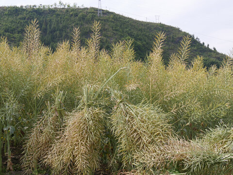 成熟的油菜