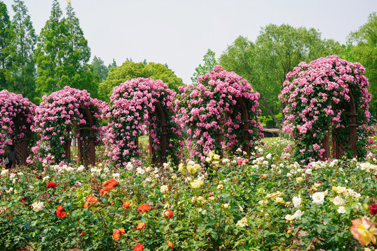 月季花园