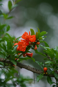 石榴花