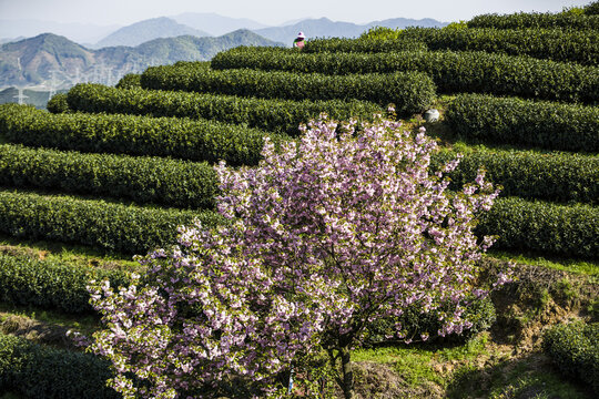 富阳老拔山村茶园