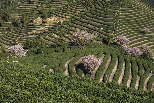 富阳老拔山村茶园