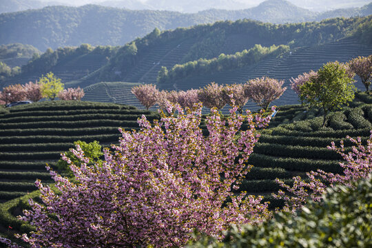 富阳老拔山村茶园