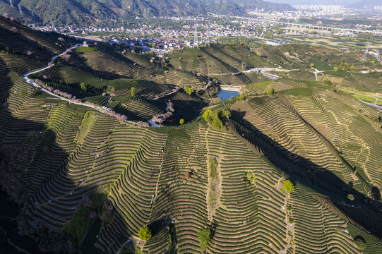 富阳老拔山村茶园