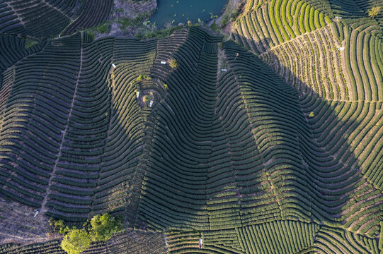 富阳老拔山村茶园