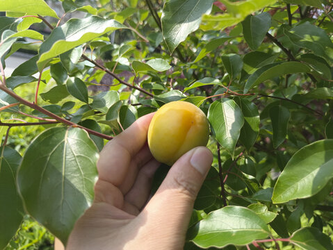 果园采摘杏子