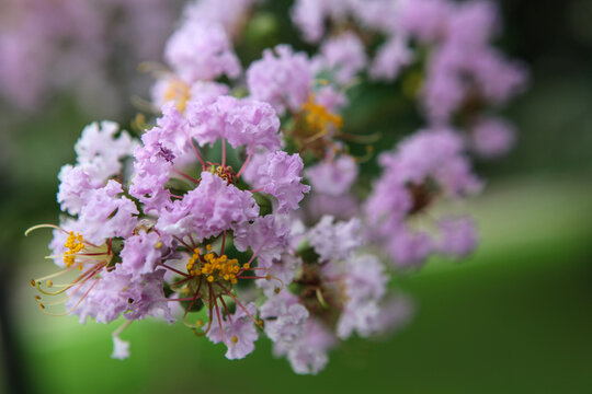 丁香花