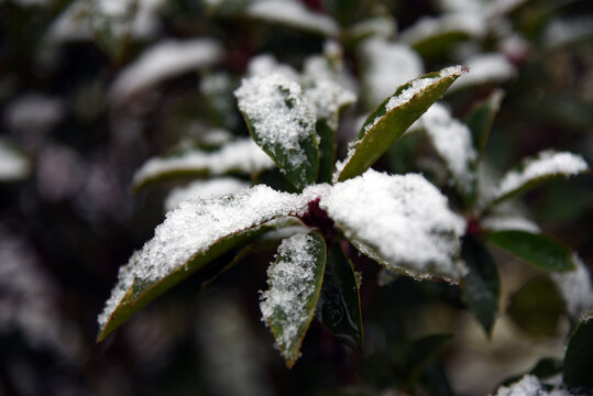 雪