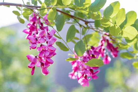 红花刺槐