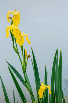 黄花鸢尾