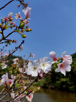 桃花盛开